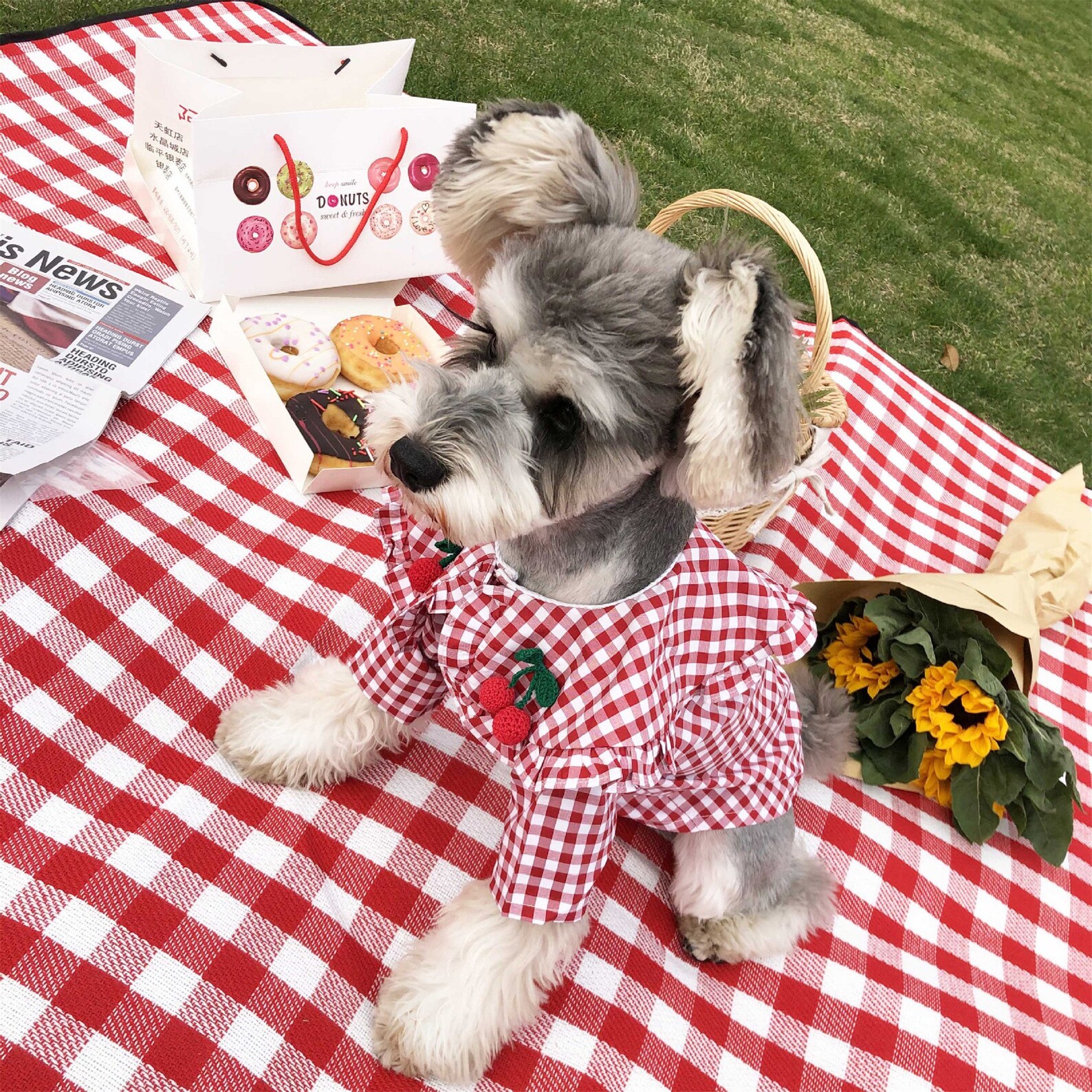 Hund Kleidung Sommer dünnes Hemd Rot Kirsche schwarz karierte Etsy