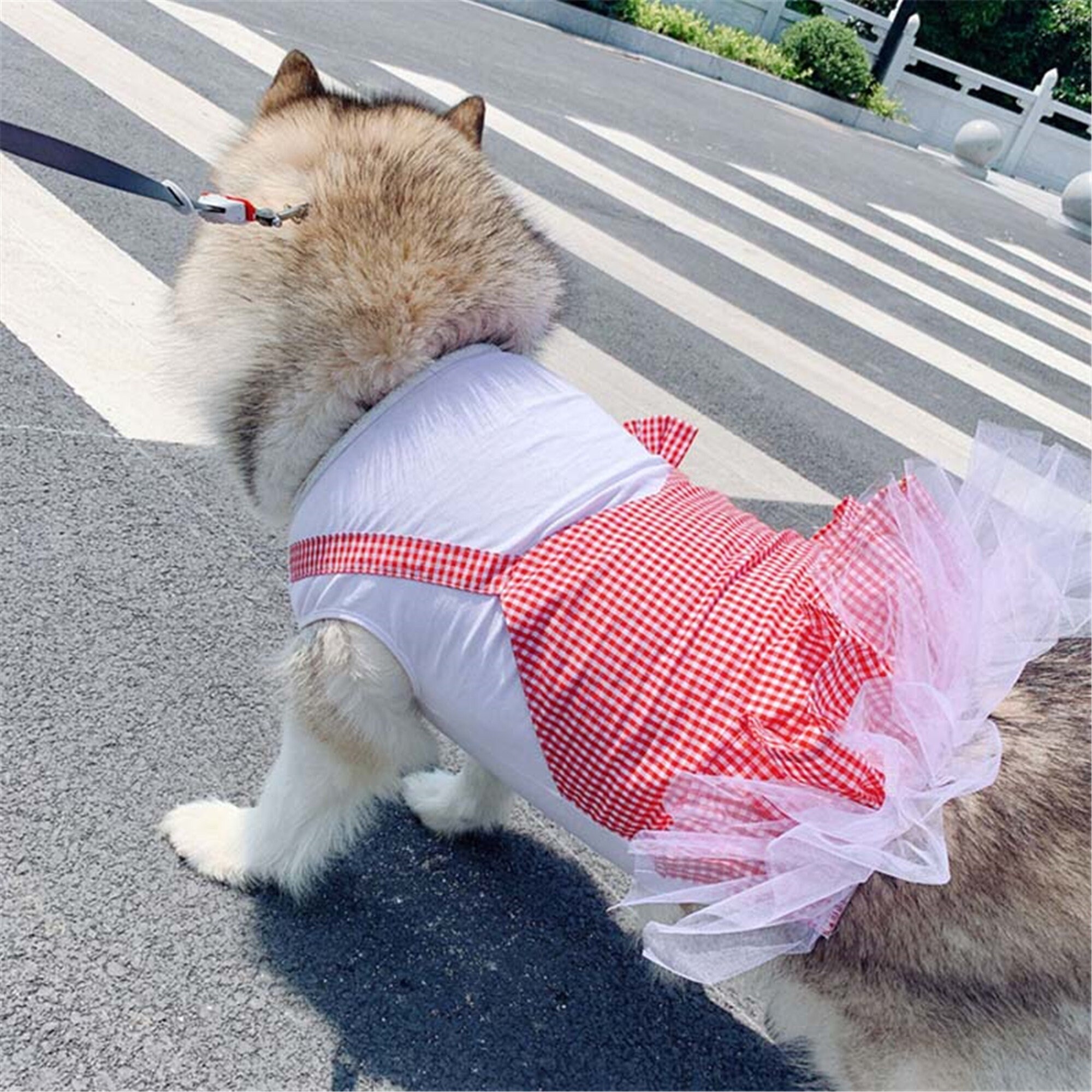 large dog dresses