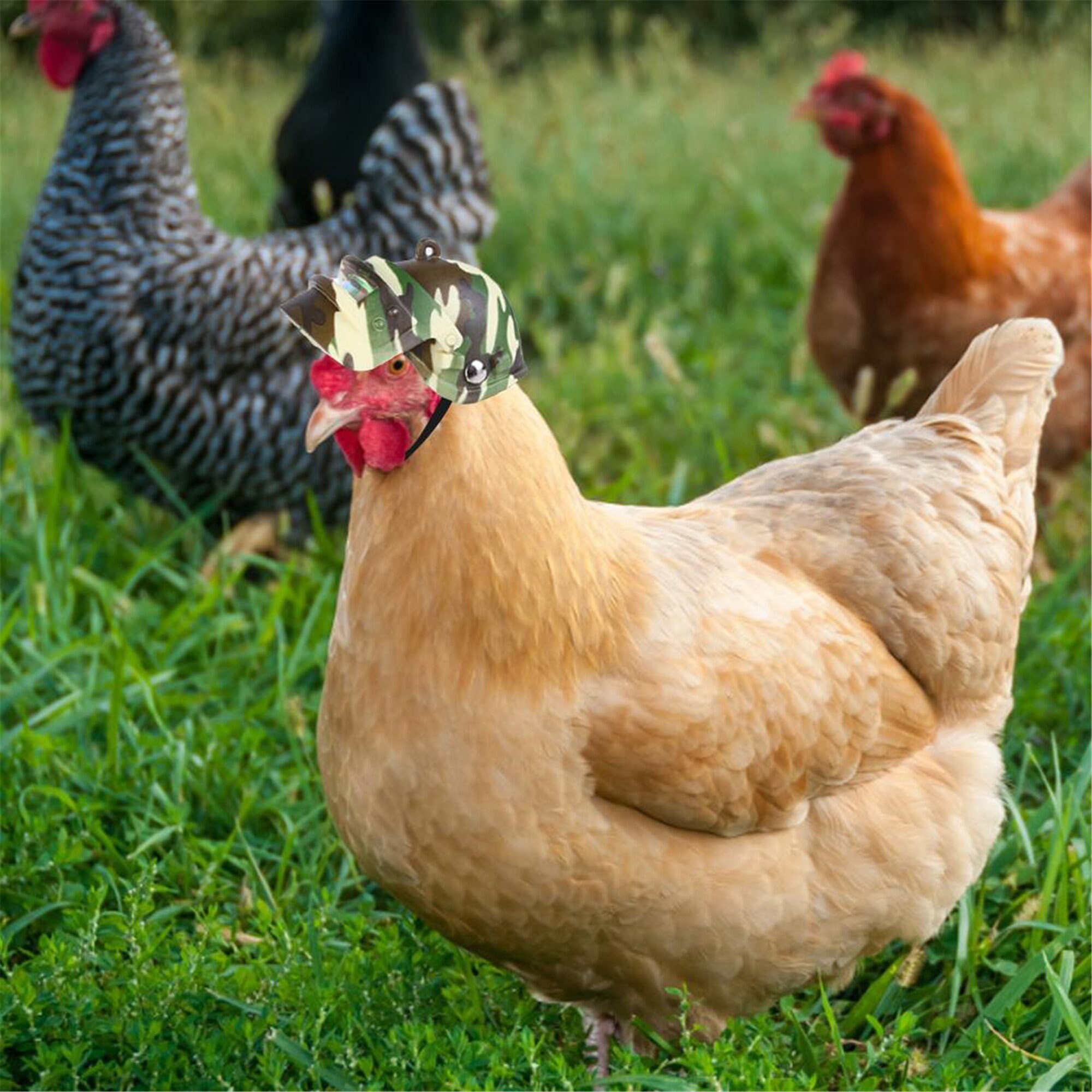 Pet Helmet Funny Chicken Helmet Head Protection Compact Etsy