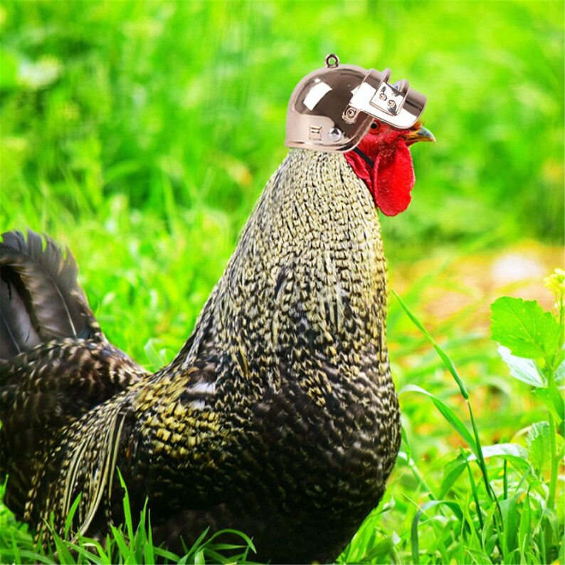 Pet Helmet Funny Chicken Helmet Head Protection Compact Etsy
