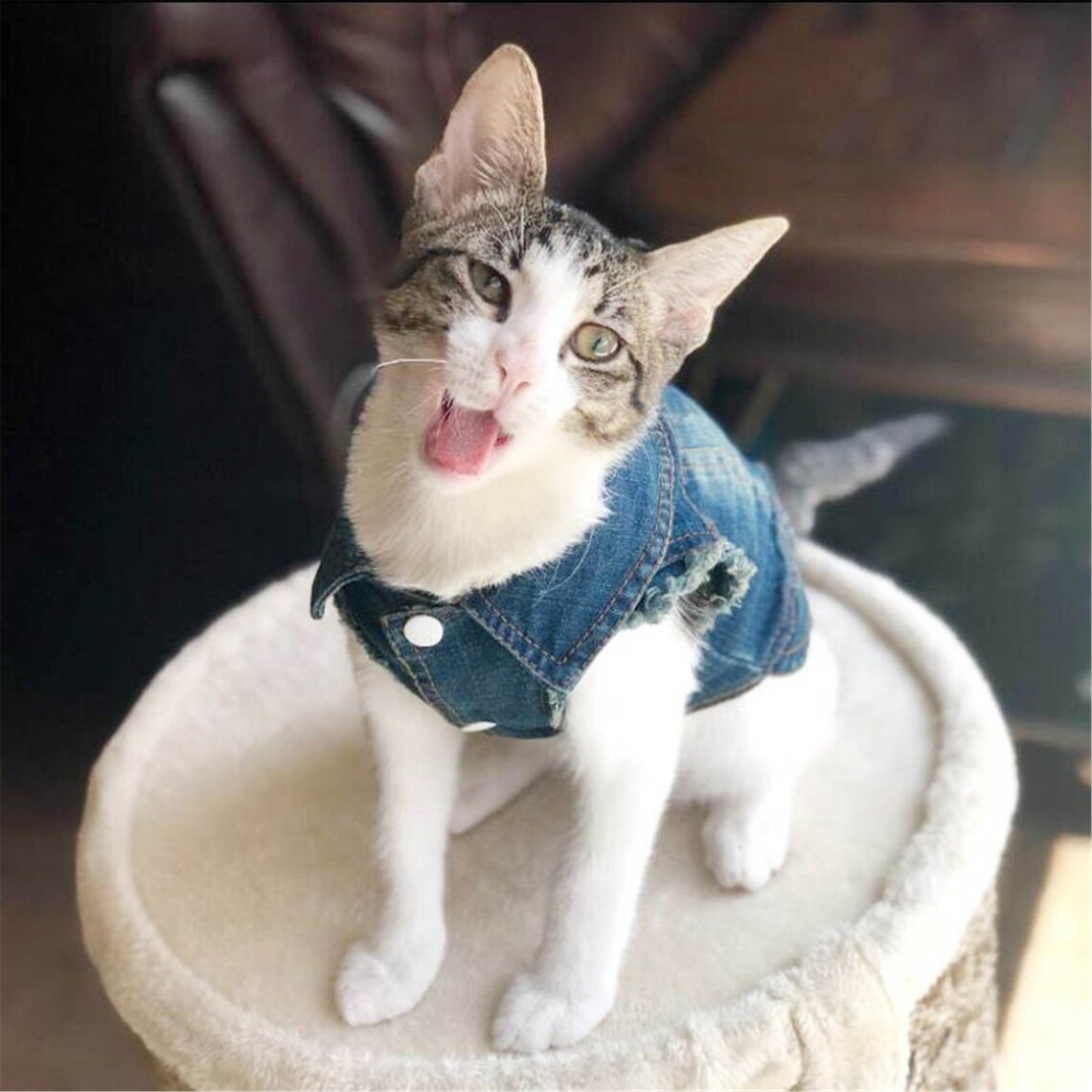 Denim Cat Clothes for Cats Fashion Cat Coat Jacket Warm Etsy
