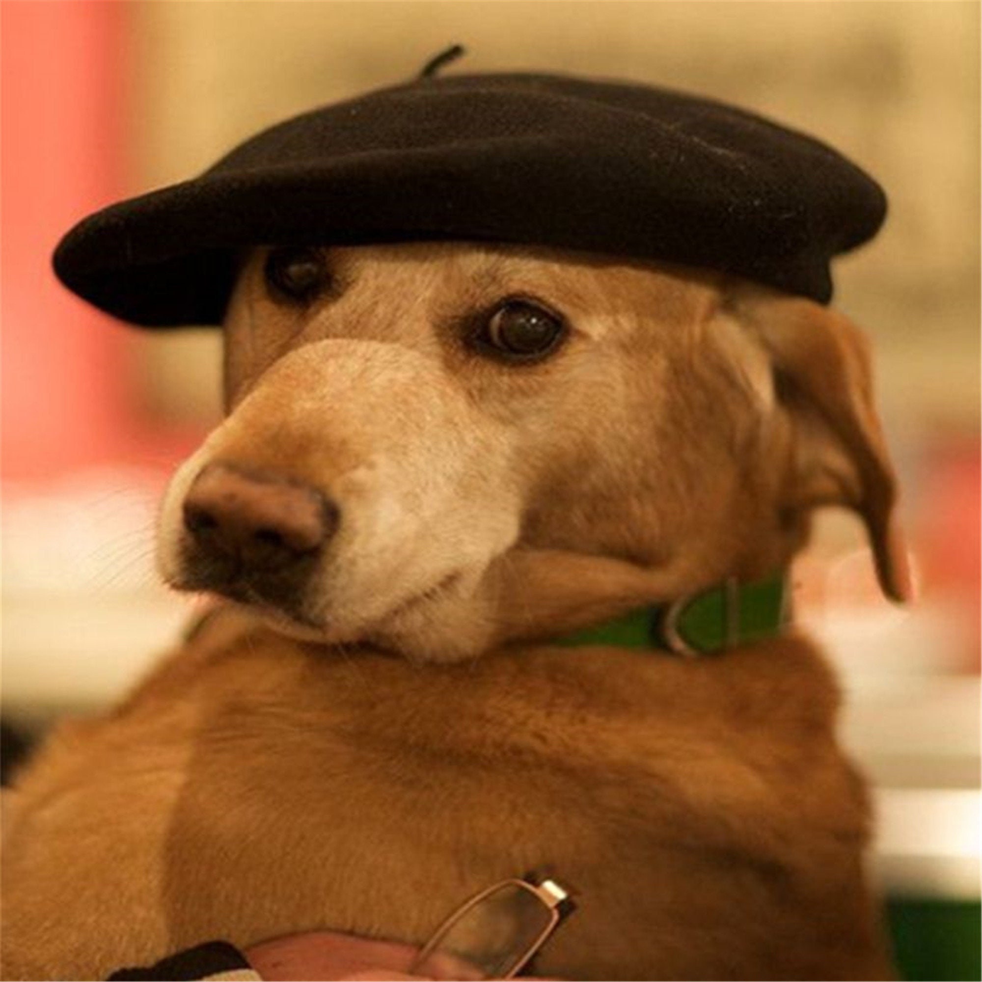 dog with beret
