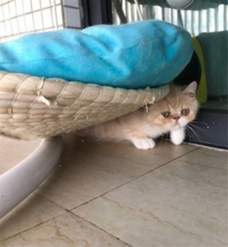 Hand Knitting Round Cat Hammock Bed Straw and Cotton Cloth Cat Etsy