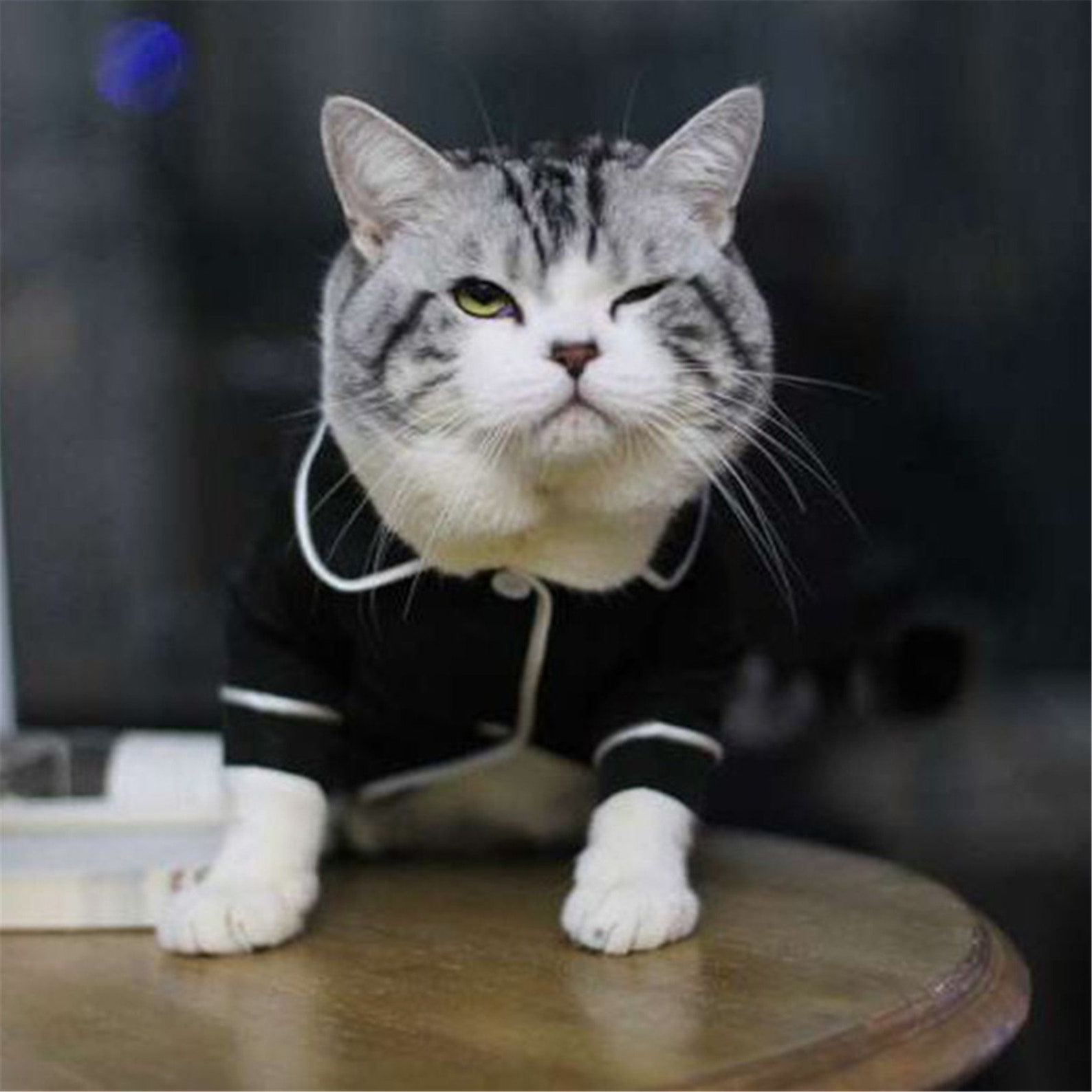 Warm Pet Clothing for Cat Clothes for Small Cats Clothing Pet Etsy