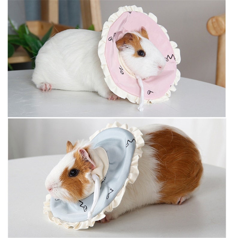 dwarf hamster collar