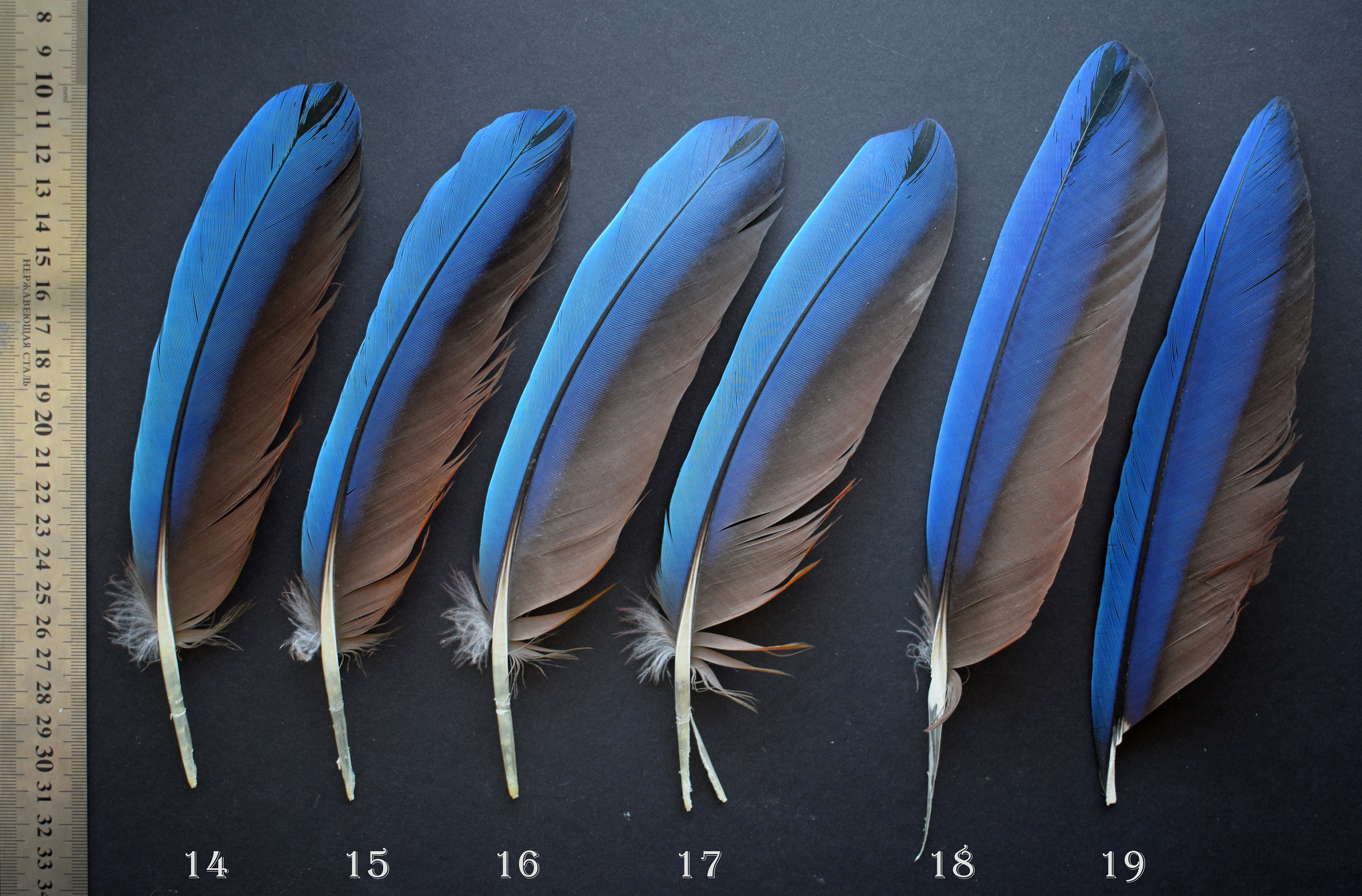 Natural feathers Macaw Ara chloropterus exotic blue Etsy
