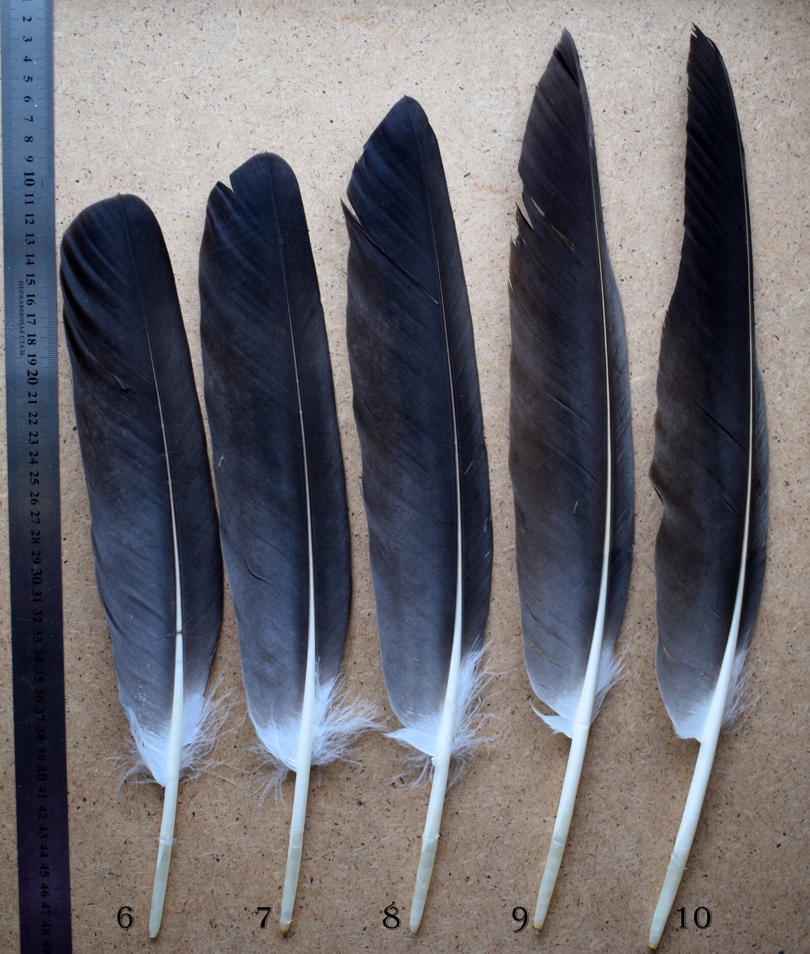 Rare feathers White-Tailed Eagle eagle feathers natural | Etsy