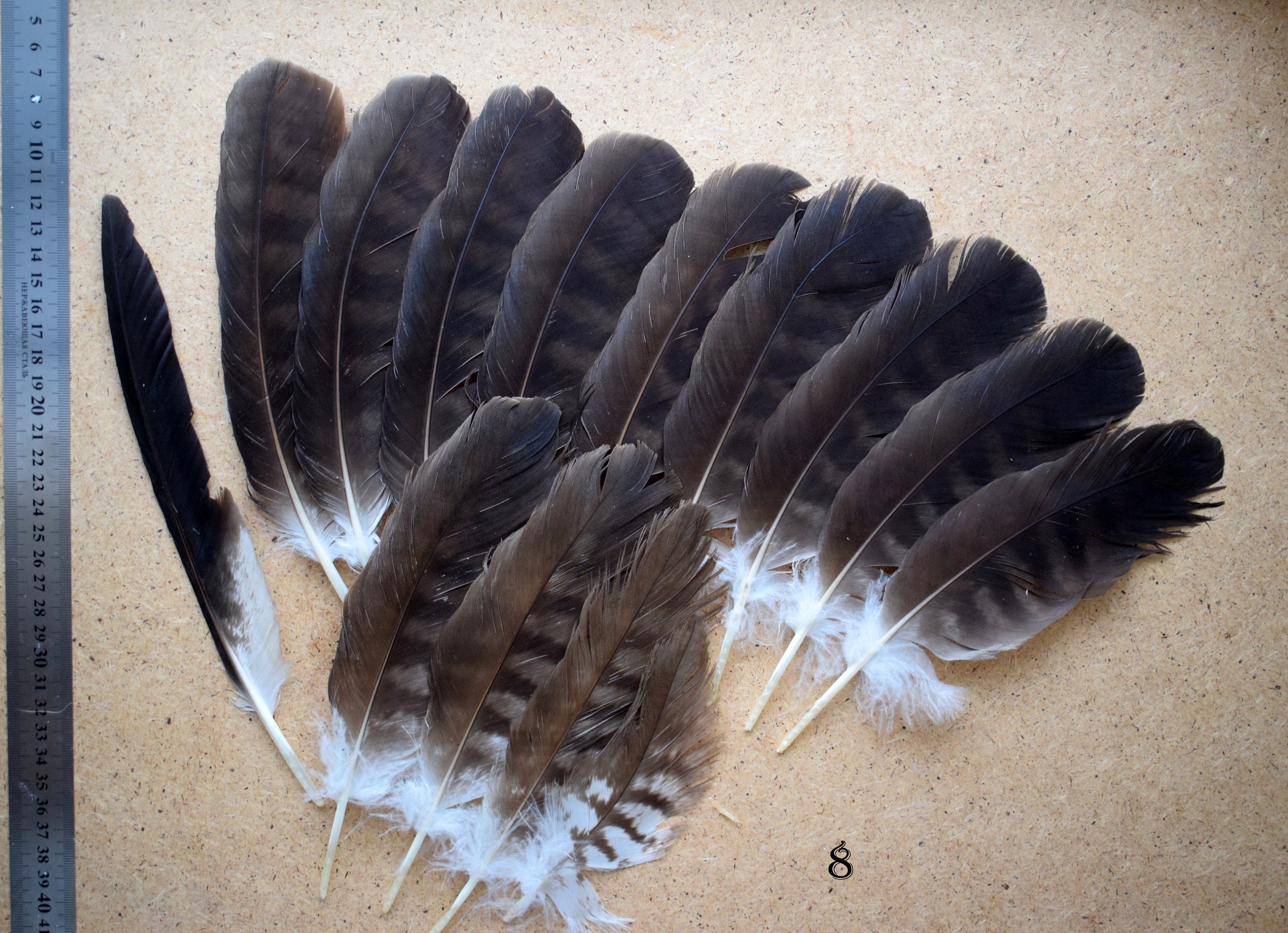 Natuurlijke Havik Veren Zwarte Vlieger En Goshawk Veer Sets Etsy