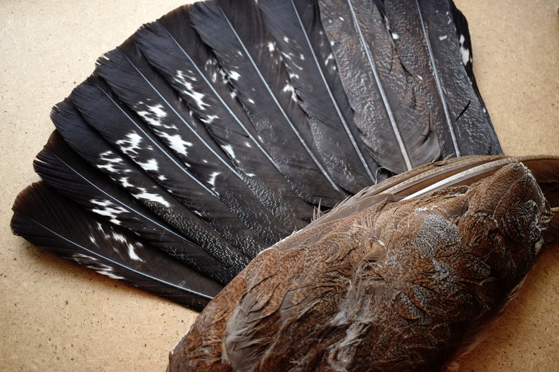 Natural wings and tail Wood Grouse black spotted feathers full tail for fan and decoration