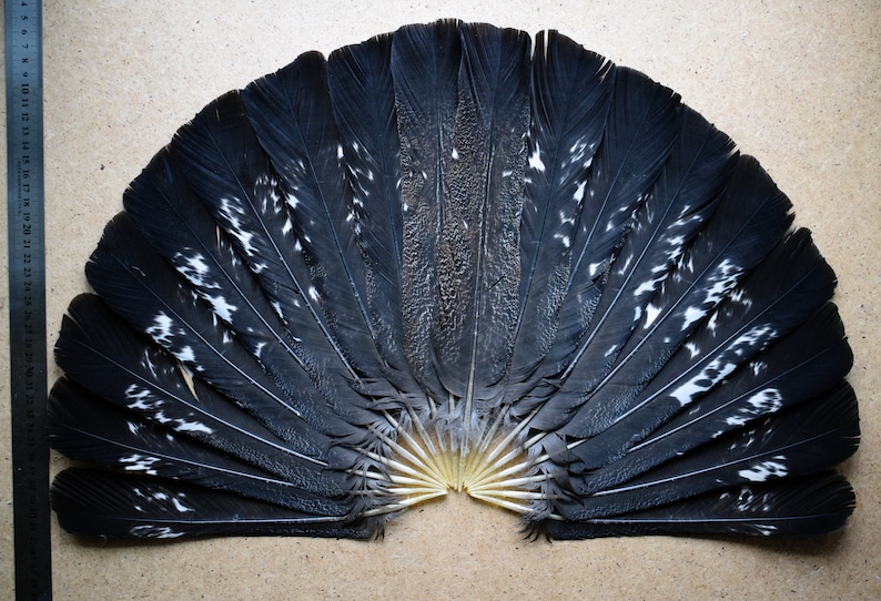 Natural wings and tail Wood Grouse black spotted feathers full tail for fan and decoration