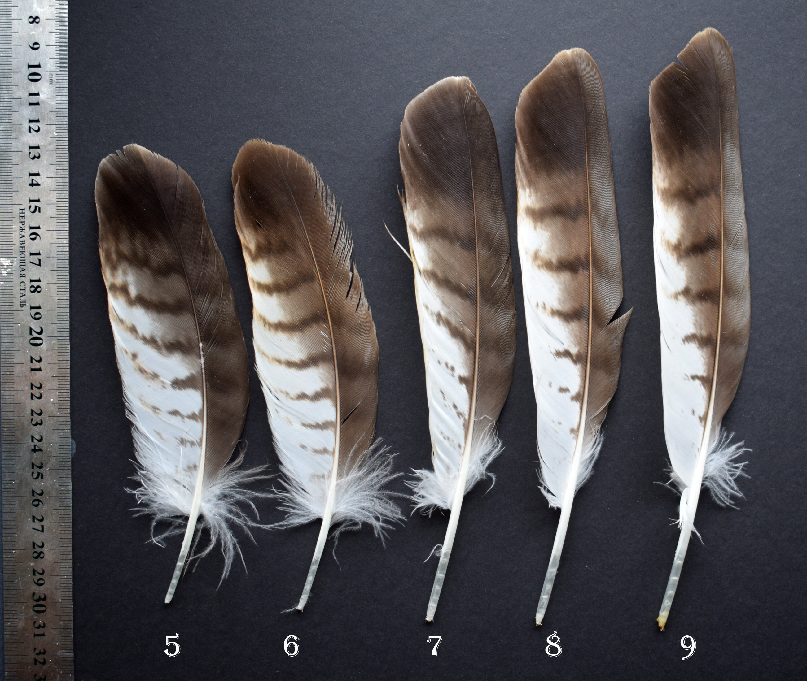 Natural hawk feathers Common Buzzard Buteo Buteo molted Etsy