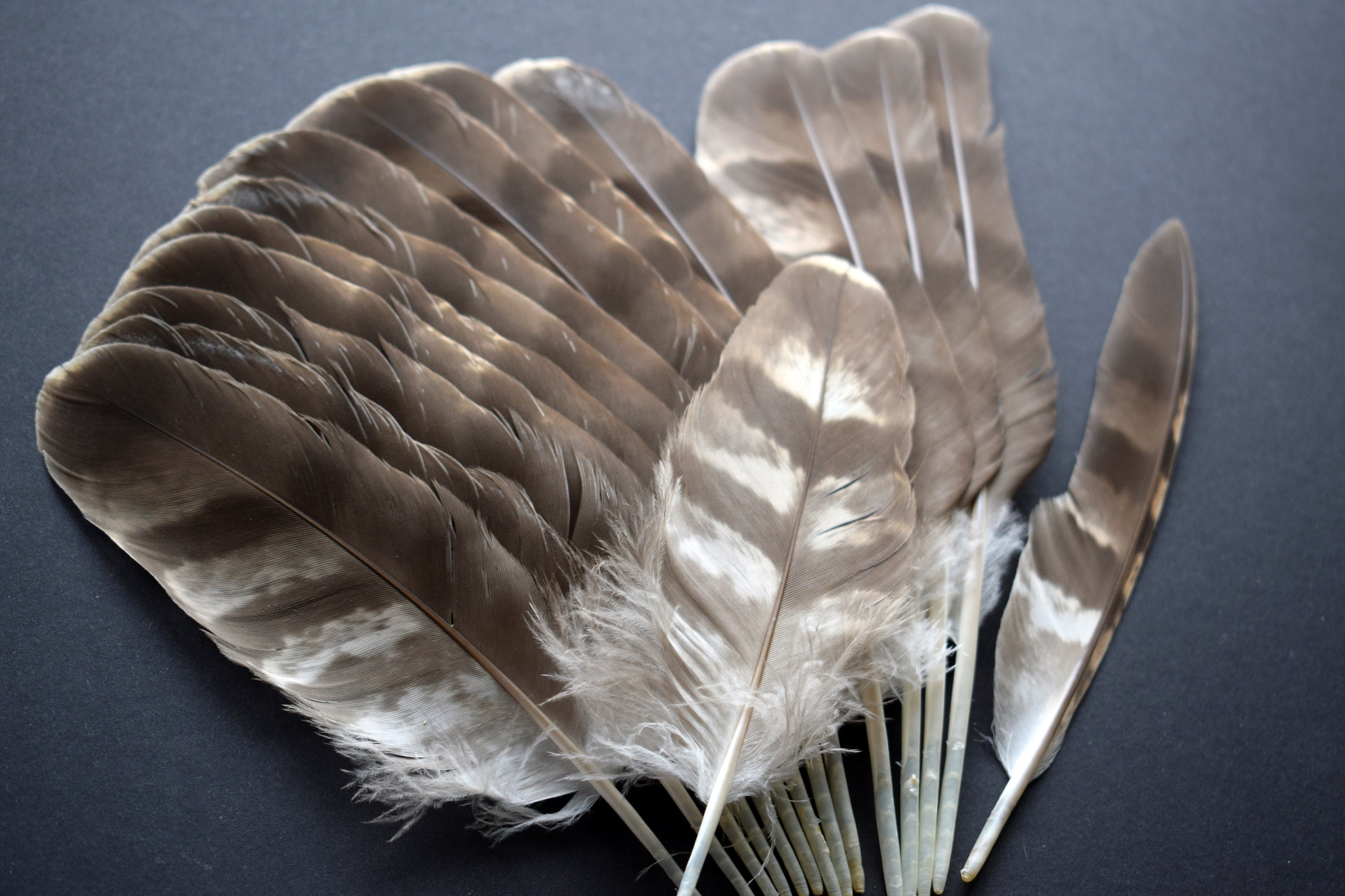 Natural hawk feathers Northern Goshawk Accipiter gentilis Etsy