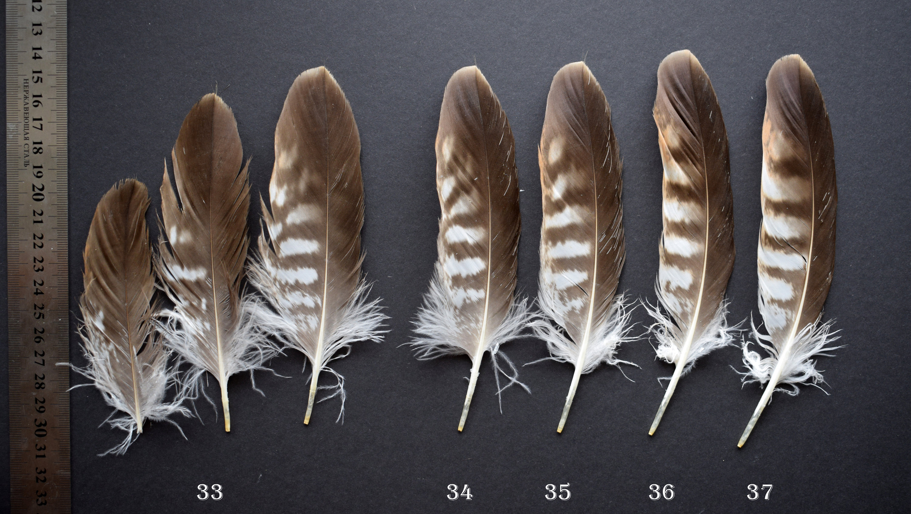 Natural hawk feathers Common Buzzard Buteo Buteo molted Etsy