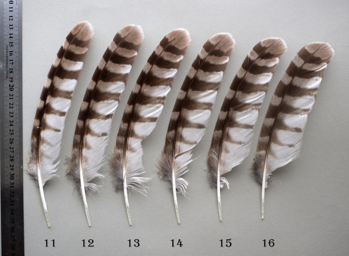 Natural owl feathers Ural owl Strix uralensis real owl Etsy