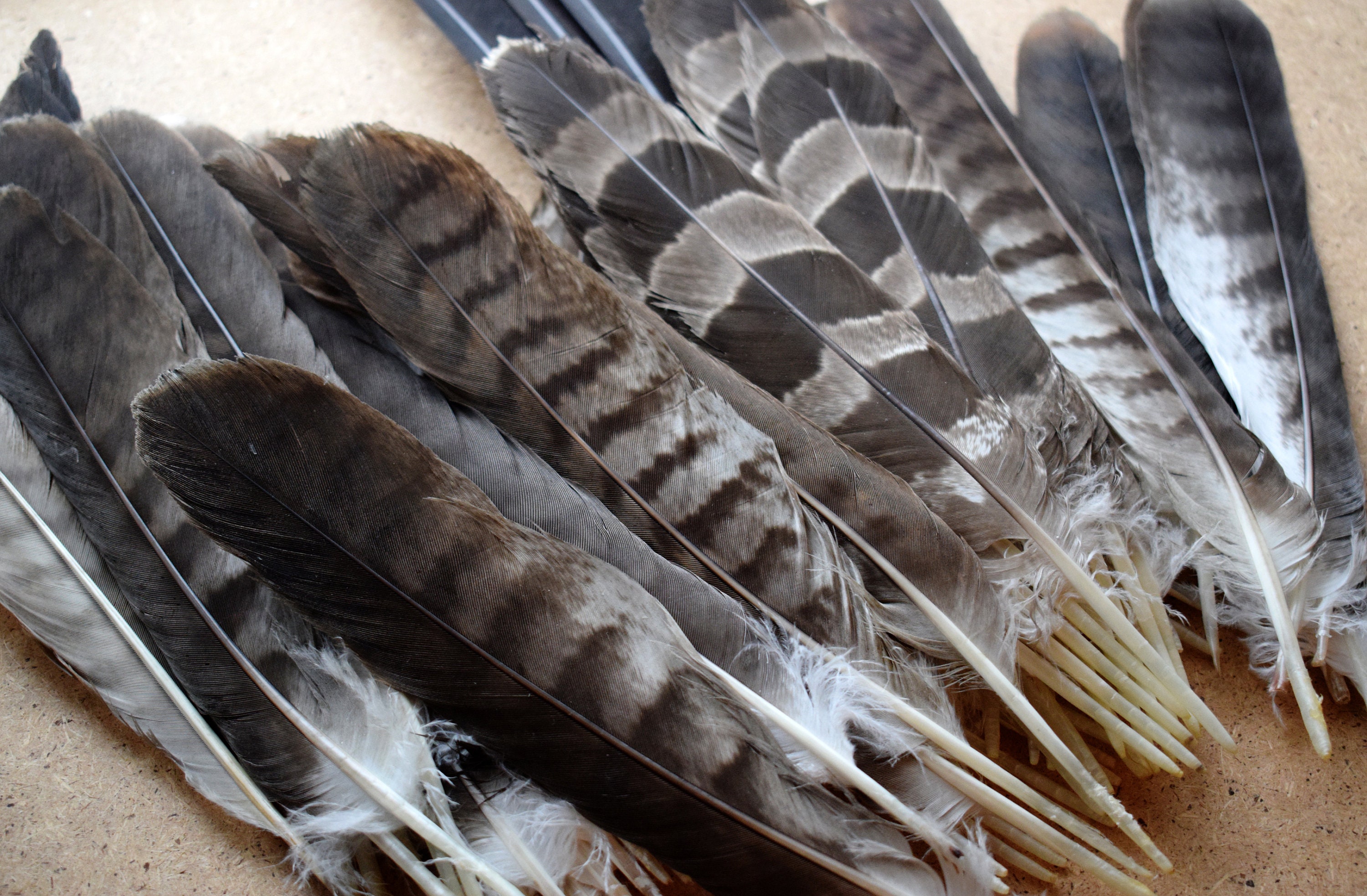 Natuurlijke Havik Veren Zwarte Vlieger En Goshawk Veer Sets Etsy