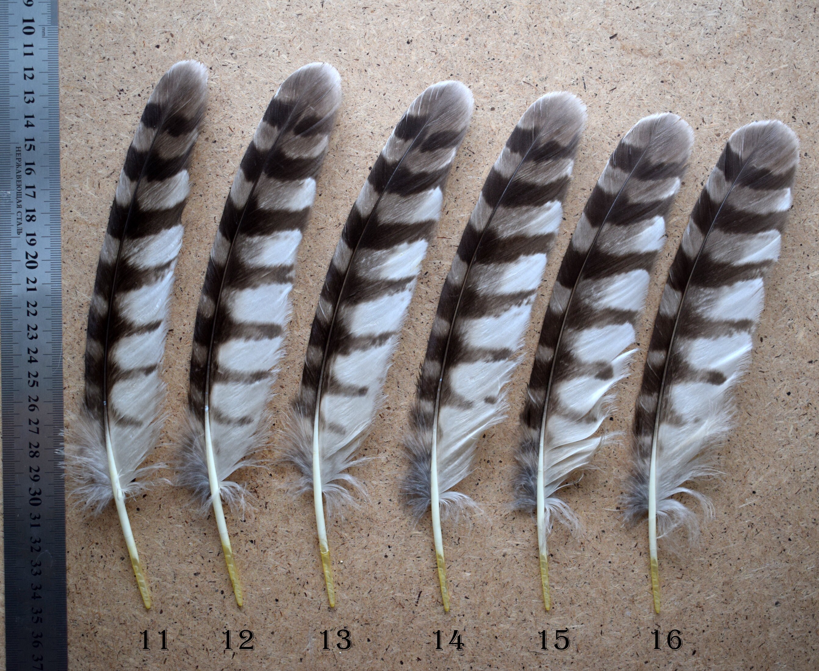 Natural owl feathers Ural owl Strix uralensis real owl Etsy