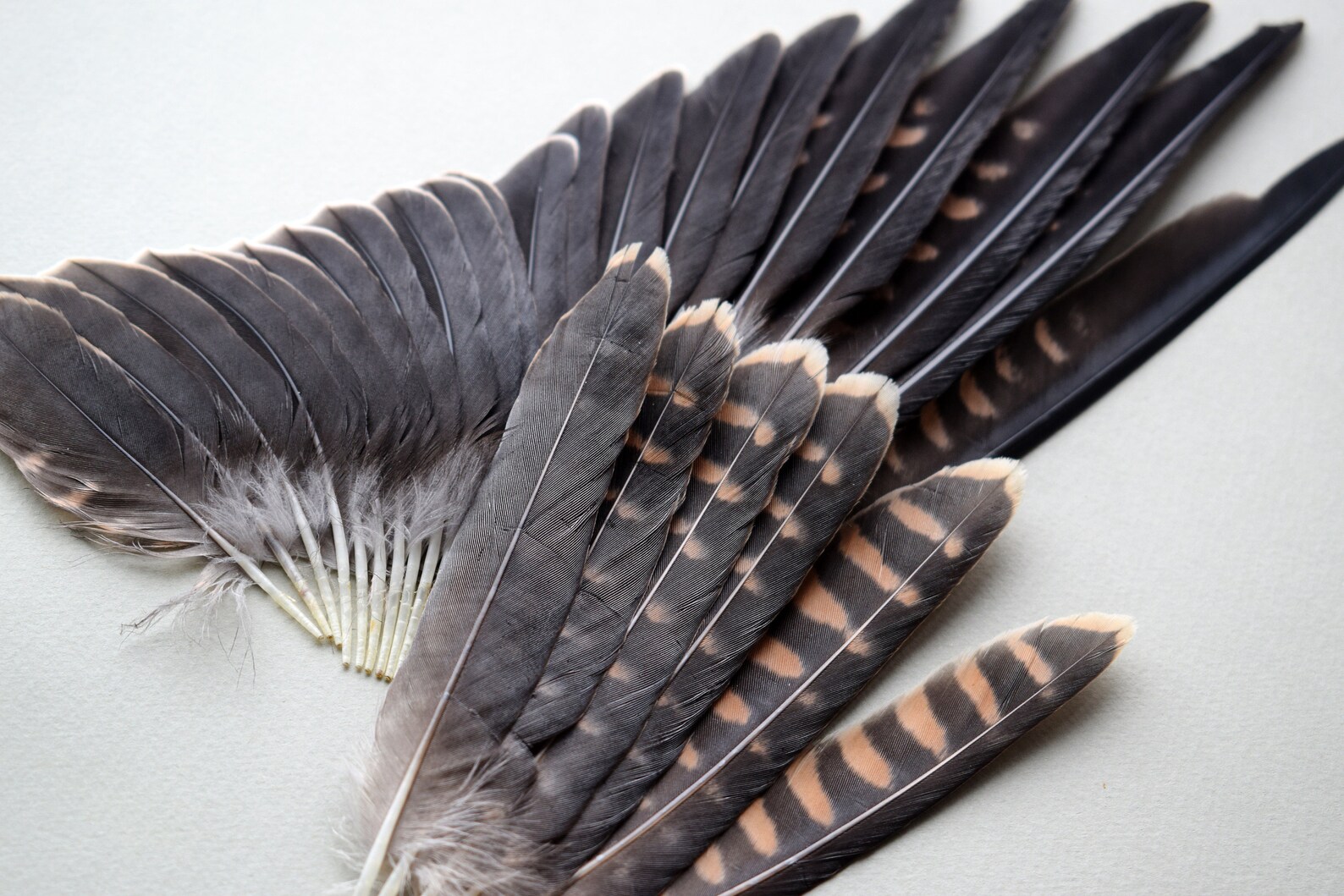 Natural falcon Eurasian Hobby Falco subbuteo feathers molted Etsy