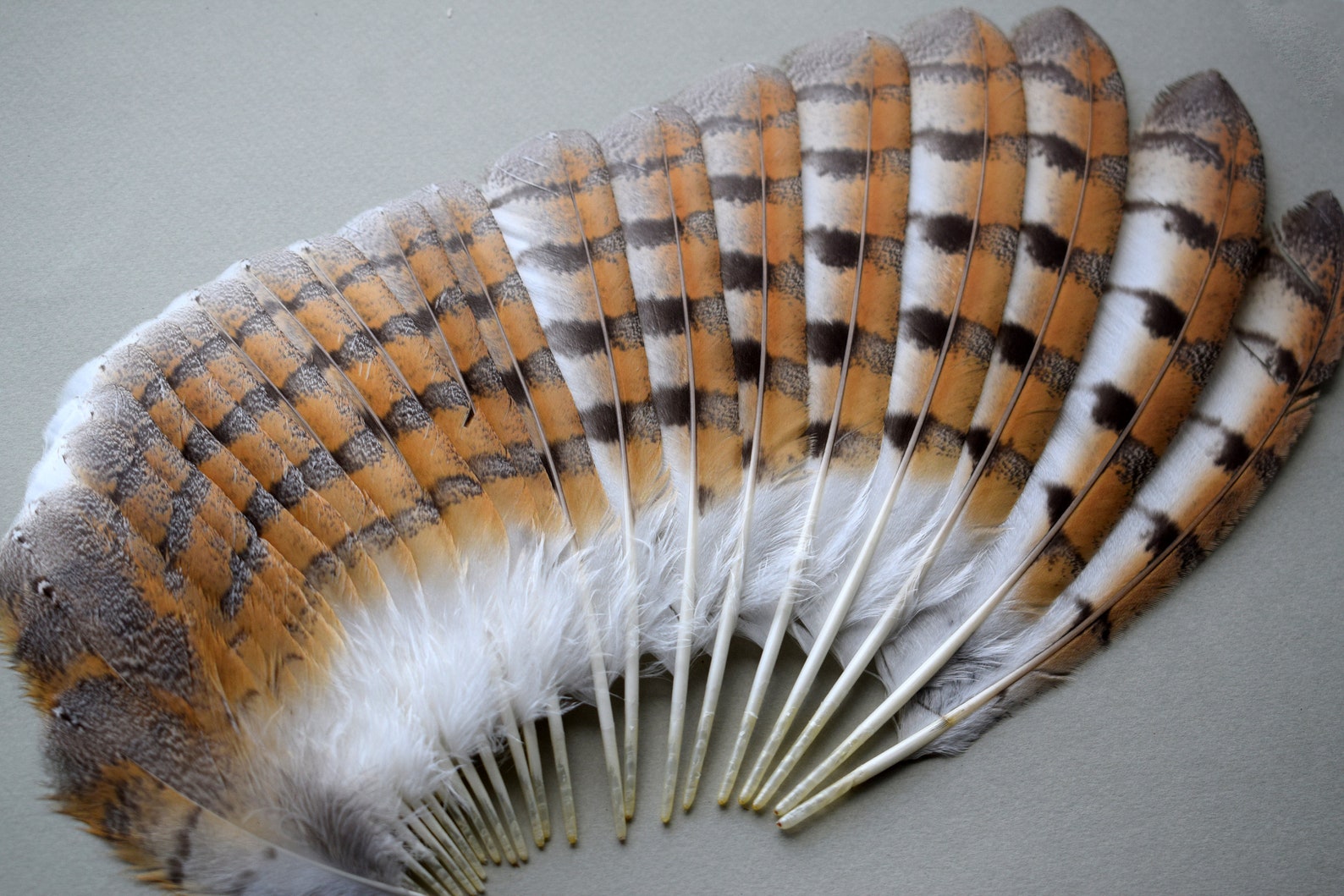 Natural owl feathers Barn owl Tyto alba striped red Etsy