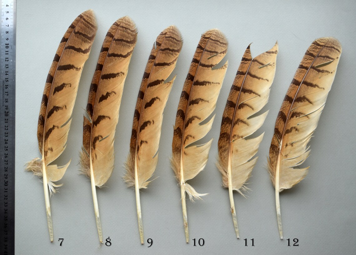 Natutal owl feathers Eagle owl feathers Bubo bubo Etsy