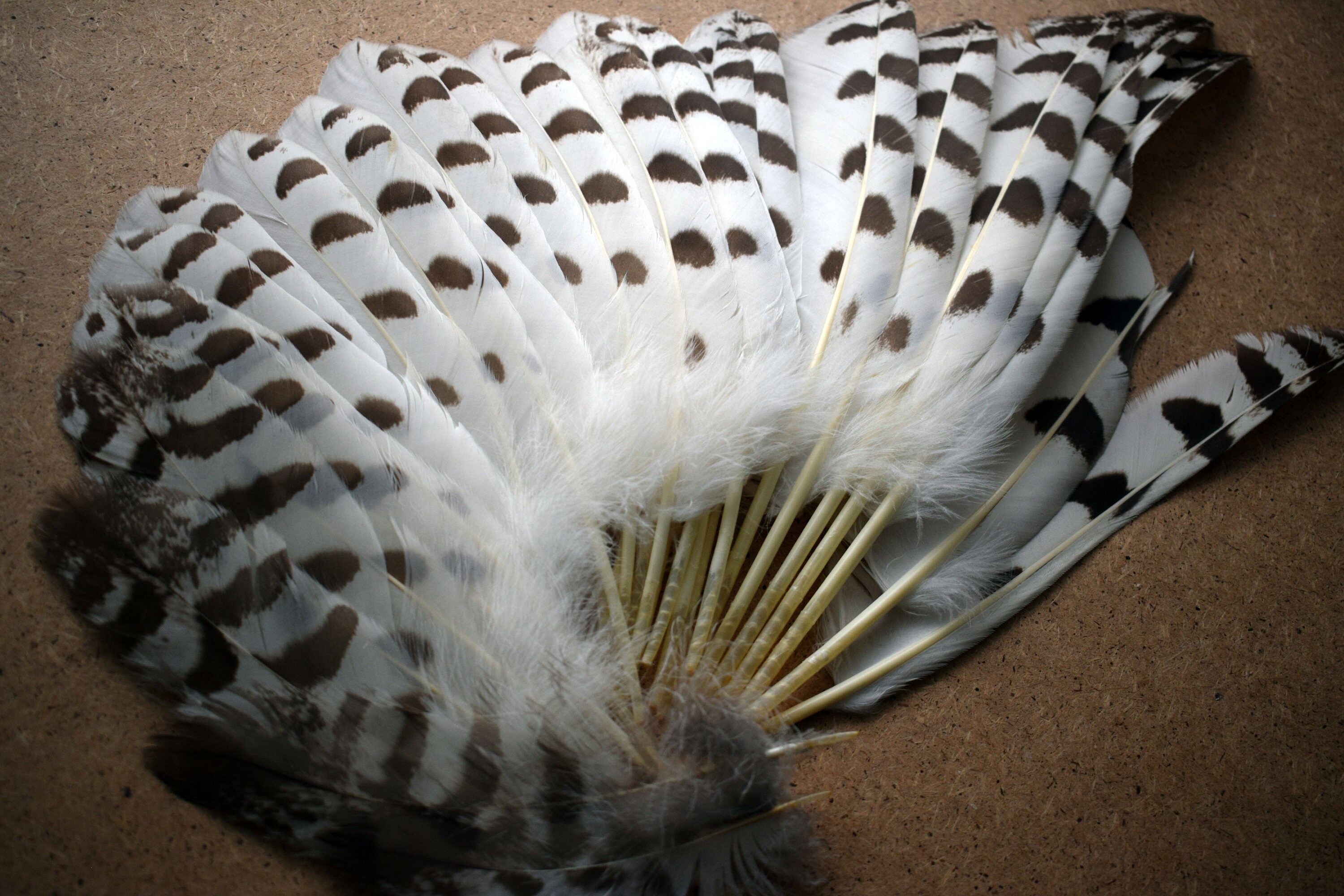 Rare Sight! The Owl Without Feathers - fkvmumn