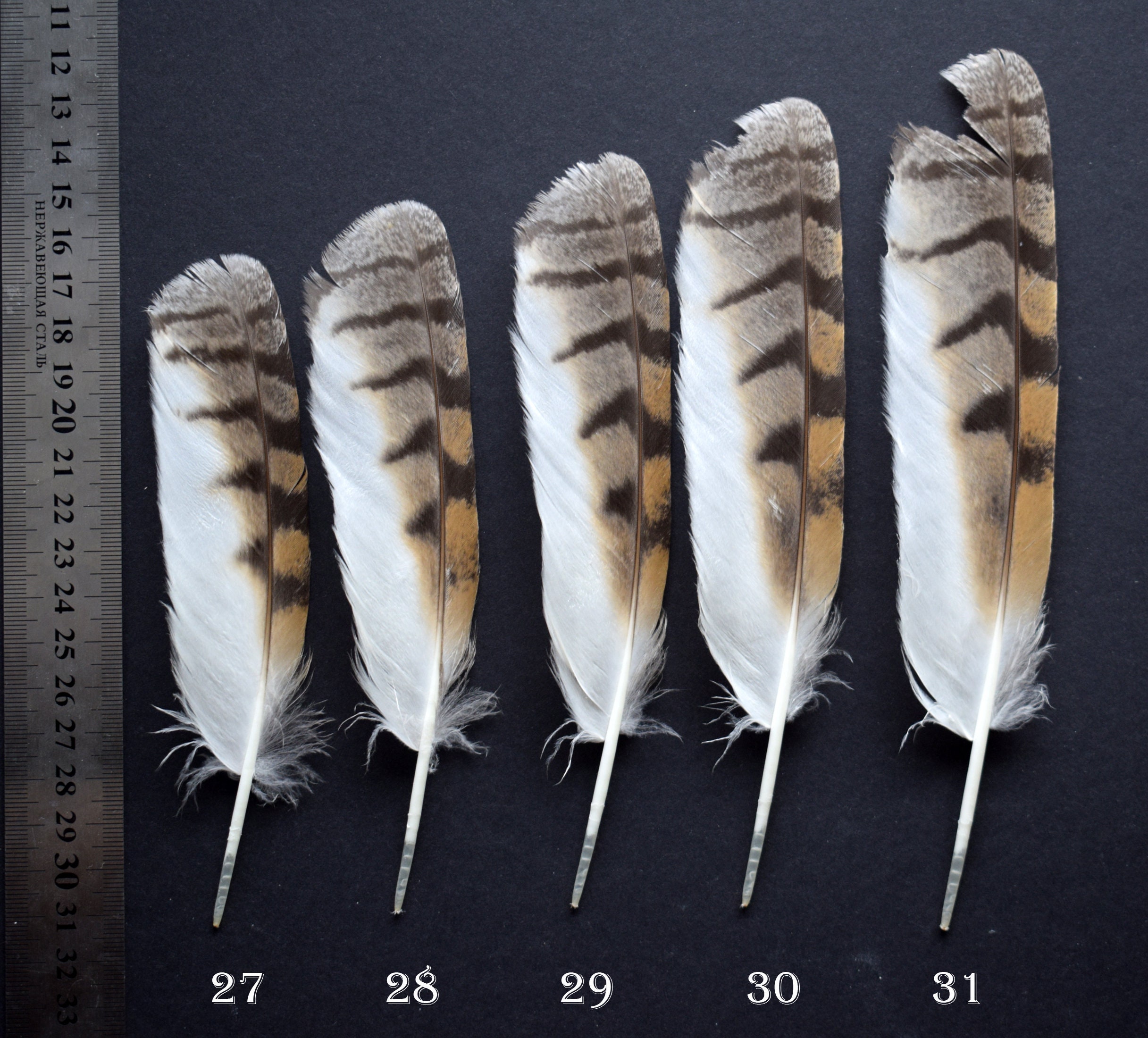 Natural Owl Feathers Longeared Owl Asio otus Striped Owl Etsy