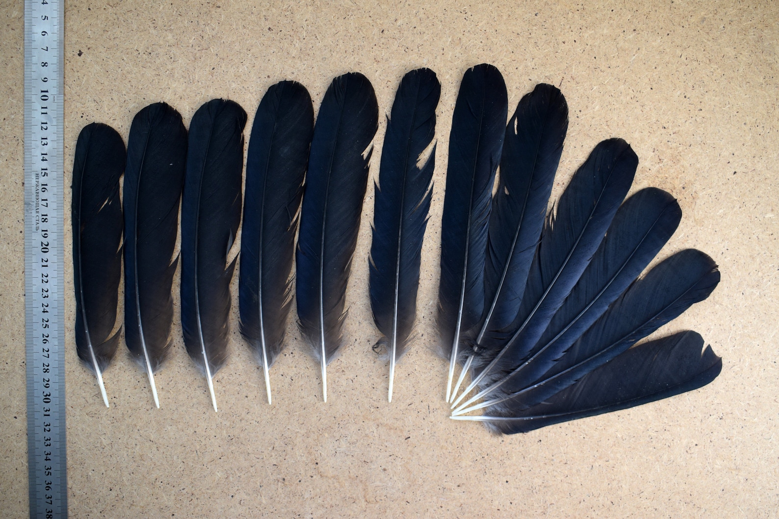 Natural feathers tail Common raven Corvus corax black Etsy