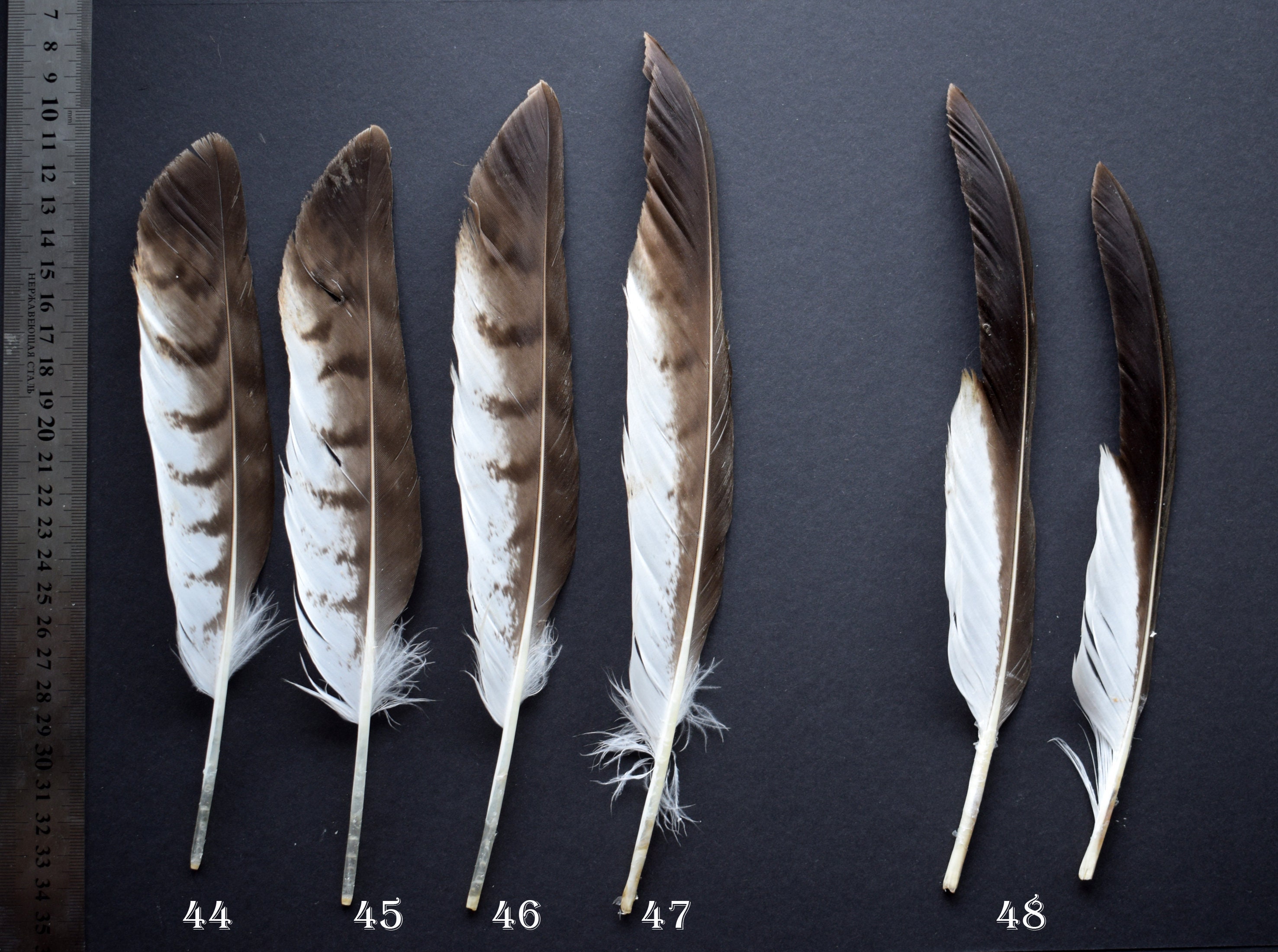 Natural hawk feathers Common Buzzard Buteo Buteo molted Etsy