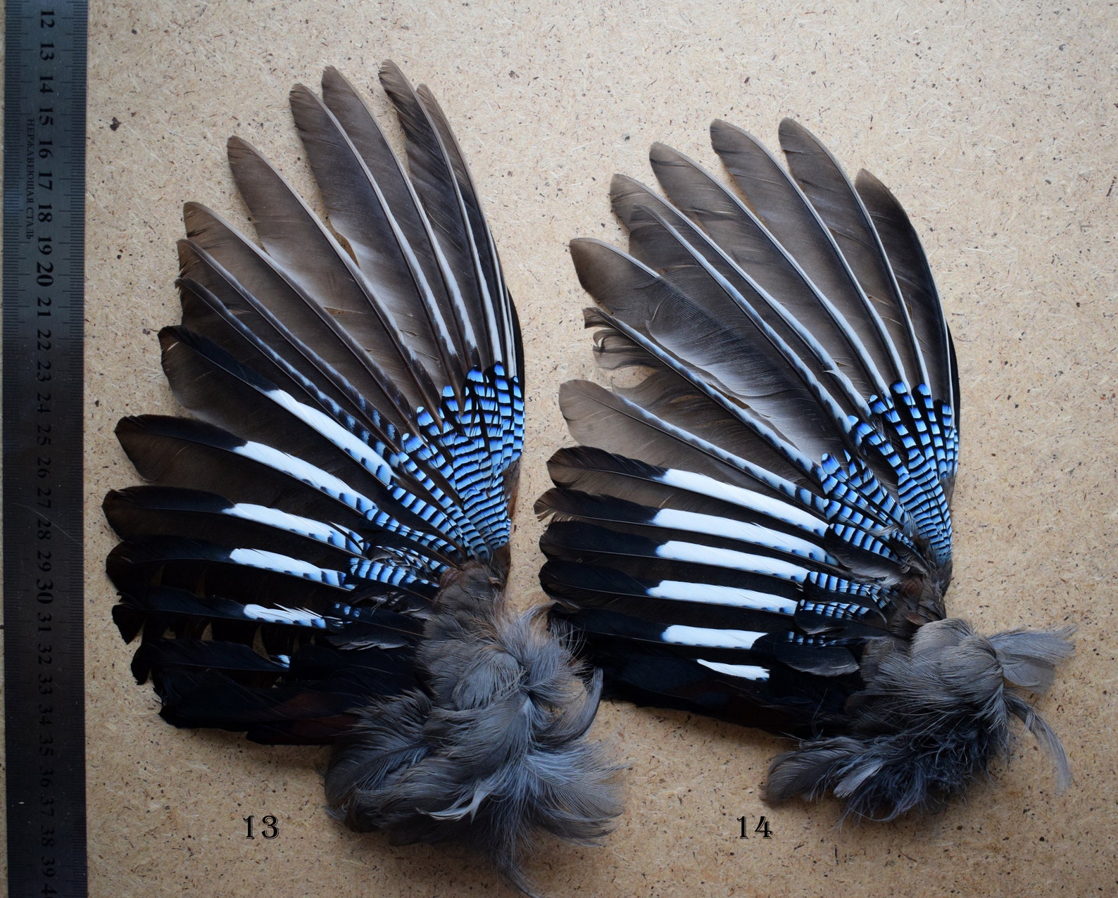 Jay feathers natural blue striped European Jay feathers for Etsy