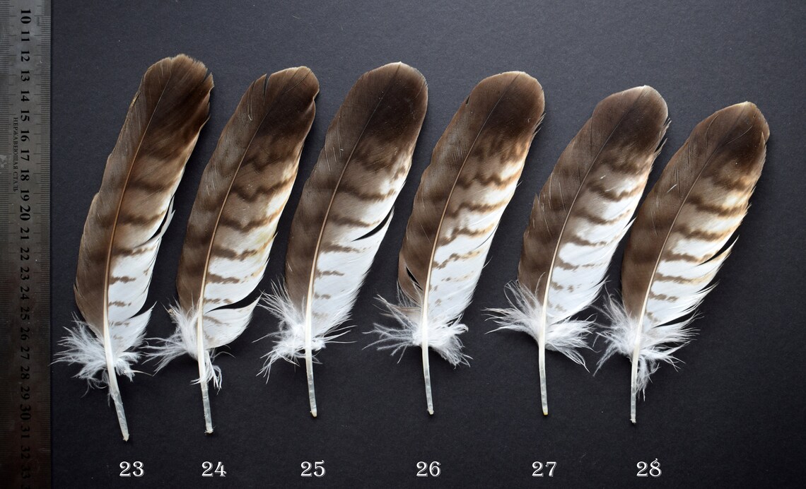 Natural hawk feathers Common Buzzard Buteo Buteo molted Etsy