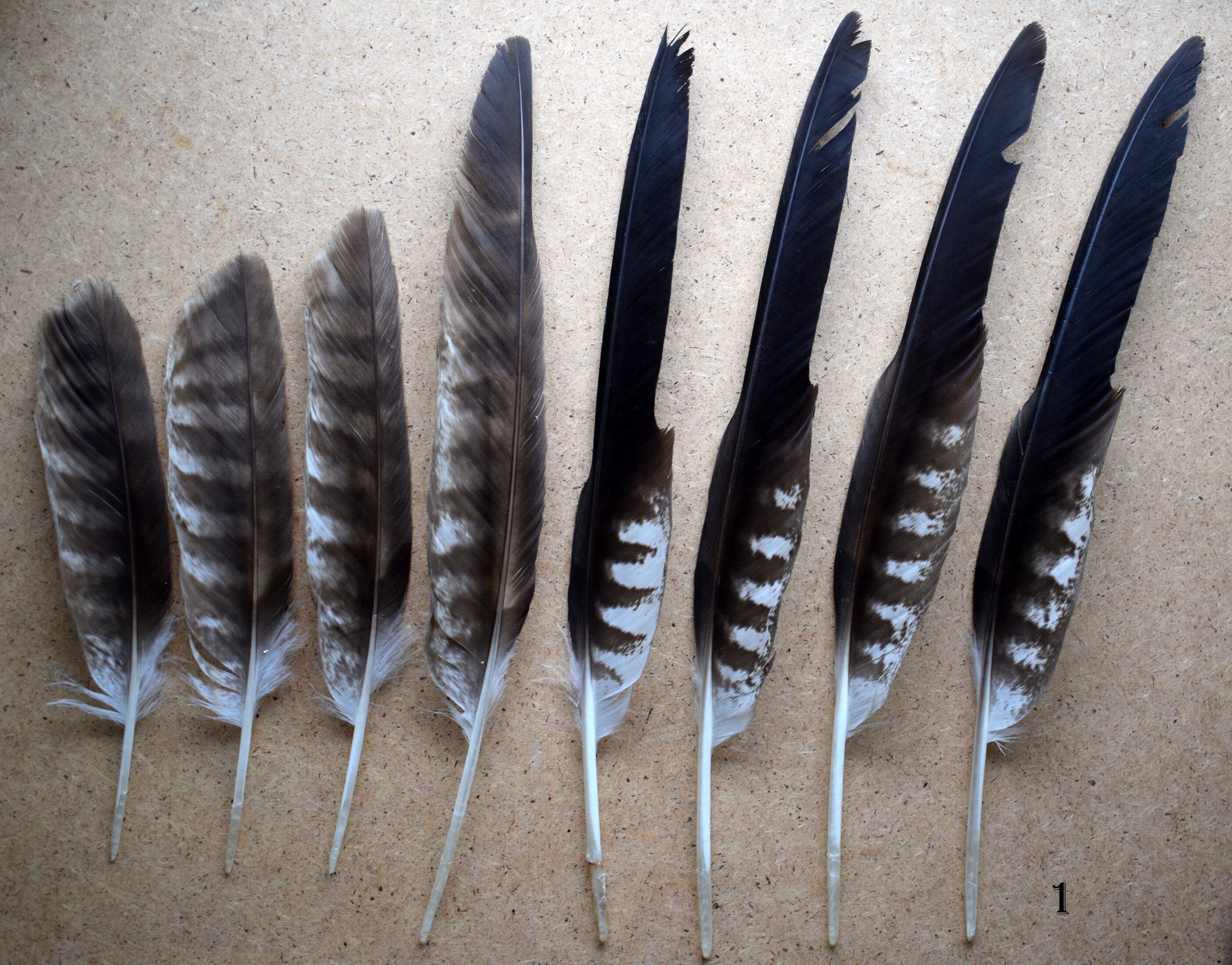 Natuurlijke Havik Veren Zwarte Vlieger En Goshawk Veer Sets Etsy