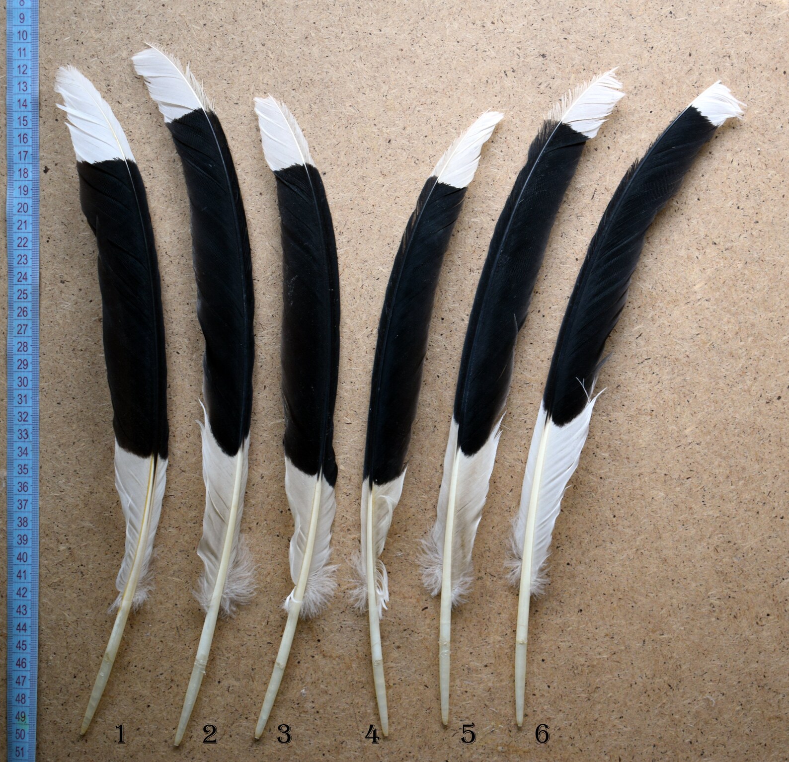 Natural rare exotic feathers Great Hornbill molted feathers Etsy