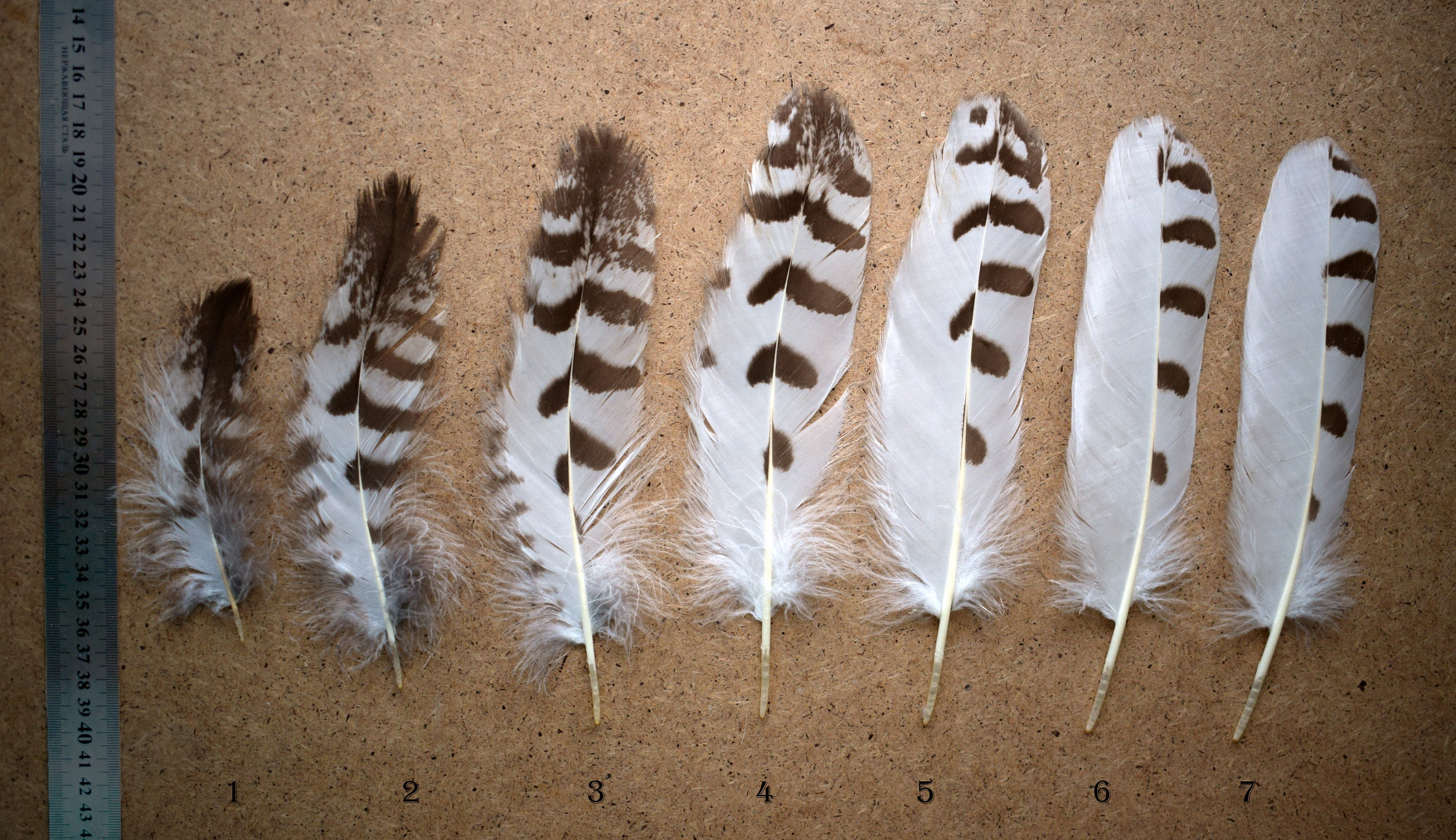 Rare feathers Polar owl Snowy owl molted feathers white Etsy