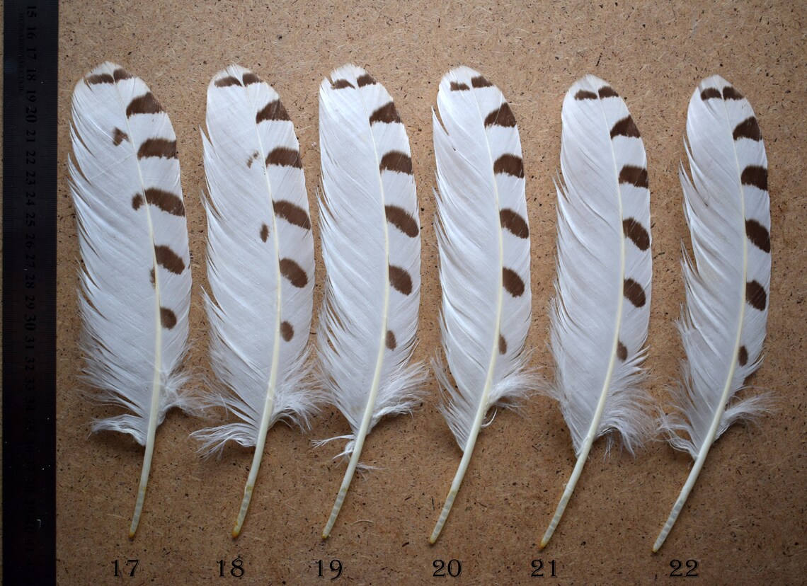 Rare feathers Polar owl Snowy owl molted feathers white Etsy