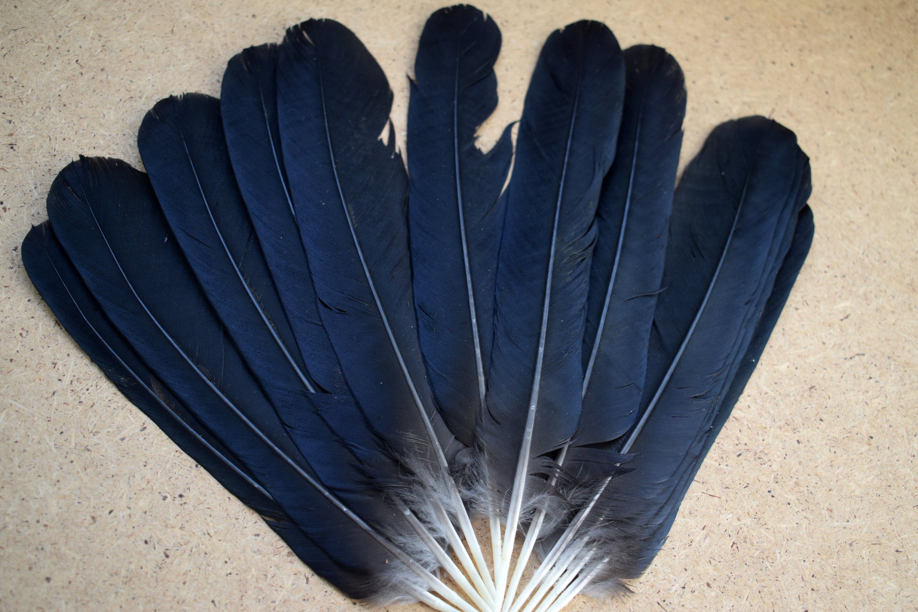 Natural feathers tail Common raven Corvus corax black Etsy