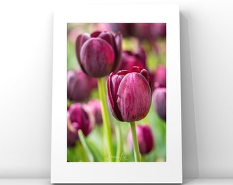 Tulips photography print, tulip print, limited edition prints, flower prints, tulip lovers, tulip wall art, flower decor, housewarming gift,