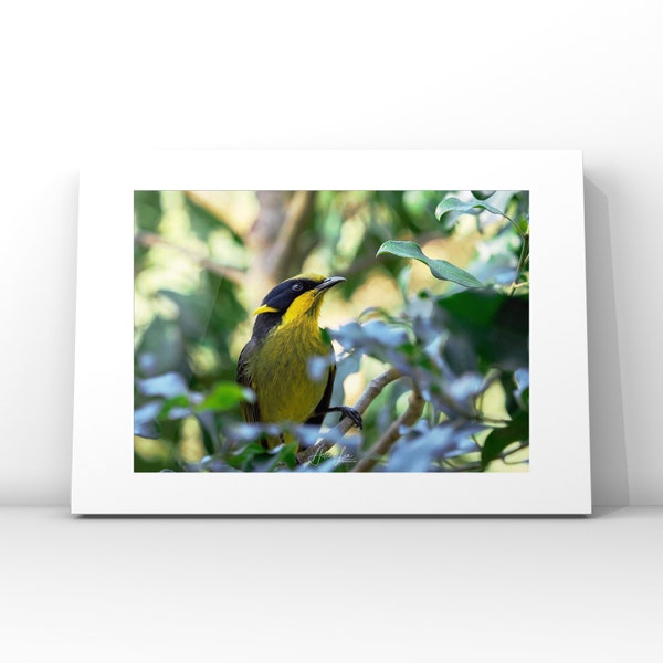 Helmeted Honeyeater photography print, bird prints, bird decor, limited Edition print, Australian birds, bird Wall art, housewarming gift,