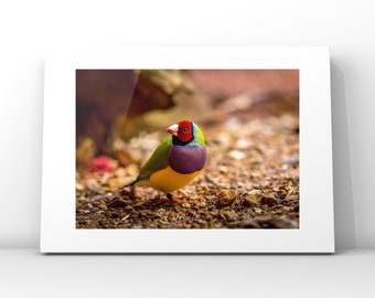 Gouldian Finch photography print, bird prints, Limited Edition prints, Australian birds, bird Wall art, bird decor, housewarming gift,