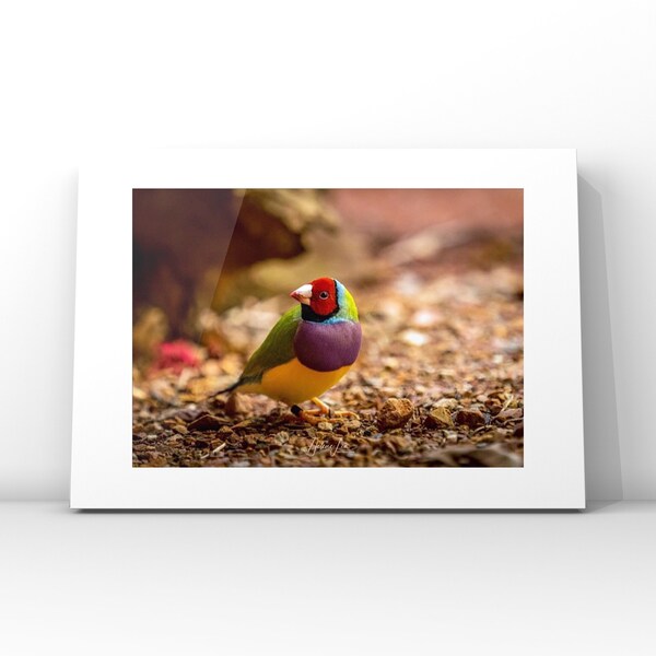 Gouldian Finch photography print, bird prints, Limited Edition prints, Australian birds, bird Wall art, bird decor, housewarming gift,