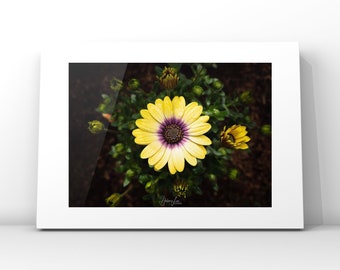 African Daisy photography print, flower prints, nature prints, Limited Edition prints, Daisy Wall art, flower decor, housewarming gift,
