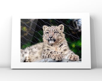 Snow Leopard photography print, wildlife print, snow leopard gifts, limited edition prints, Snow Leopard Wall art, housewarming gift,