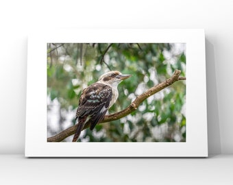 Kookaburra photography print, kookaburra gifts, bird photo, bird prints, Australian birds, kookaburra wall art,