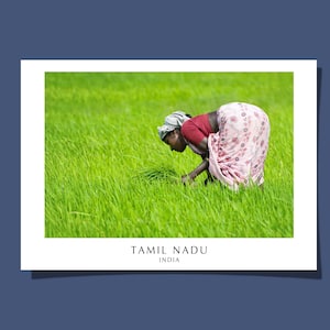 Poster/Cartolina con piantagione di riso Donna che lavora in una risaia Colori vivaci del Tamil Nadu, India Arte murale Stampa giclée Regalo arrotolato SENZA CORNICE