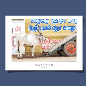 Toro bianco. Poster/cartolina indiana Kangayam Bull Cow a Bright Madurai City Tamil Nadu India Wall Art Giclée Print Gift arrotolato SENZA CORNICE