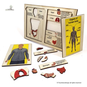 Organ Anatomy - Montessori toys - educational wooden puzzles laser art - colored - handmade - educational non-toxic toys for kids