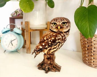 Little owl