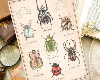Plakat z motywem owadów w stylu vintage | Ilustracja entomologii naukowej | Plakat z historią naturalną | Dekoracja ścienna dla przyrodników