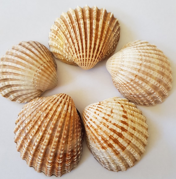 Lot of 13 Medium to Large Decorative Collections of Sea Shells