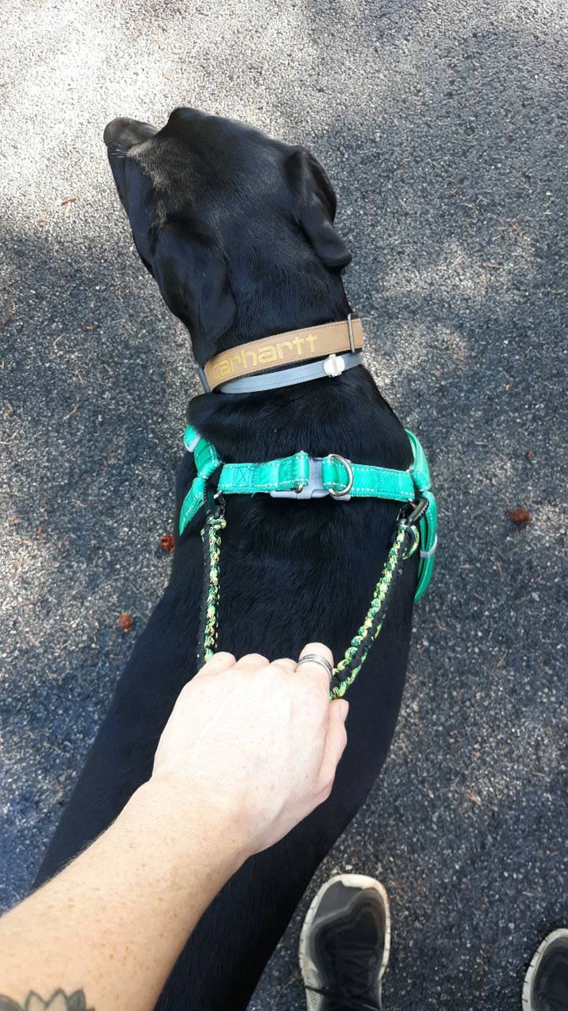 19 Service Dog Harness Handle Etsy