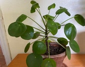 Pilea Peperomioides live plant chinese money plant, pancake plant