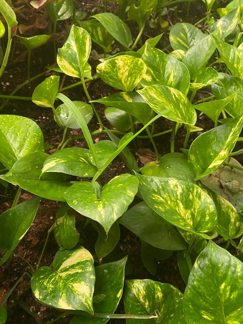 Golden Pothos live plant Devils Ivy Epipremnum aureum Etsy